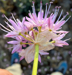 Allium douglasii, photograph (c) James H. Thomas, some rights reserved (CC BY)