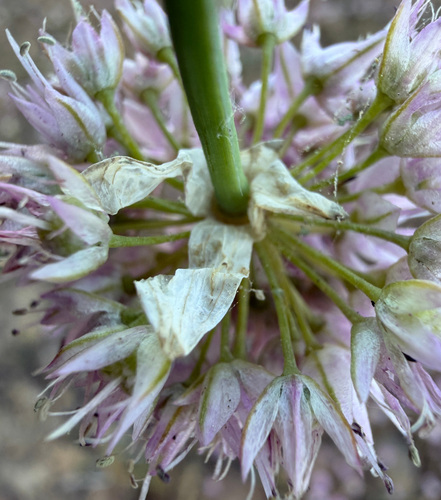 Allium douglasii, photograph 4