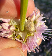 Allium douglasii, photograph (c) James H. Thomas, some rights reserved (CC BY)