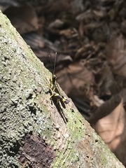 Traulia azureipennis