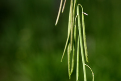 Boechera tularensis