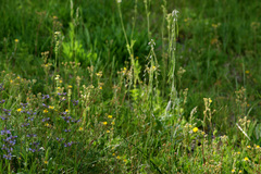 Boechera tularensis