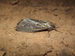 Abantiades argentata