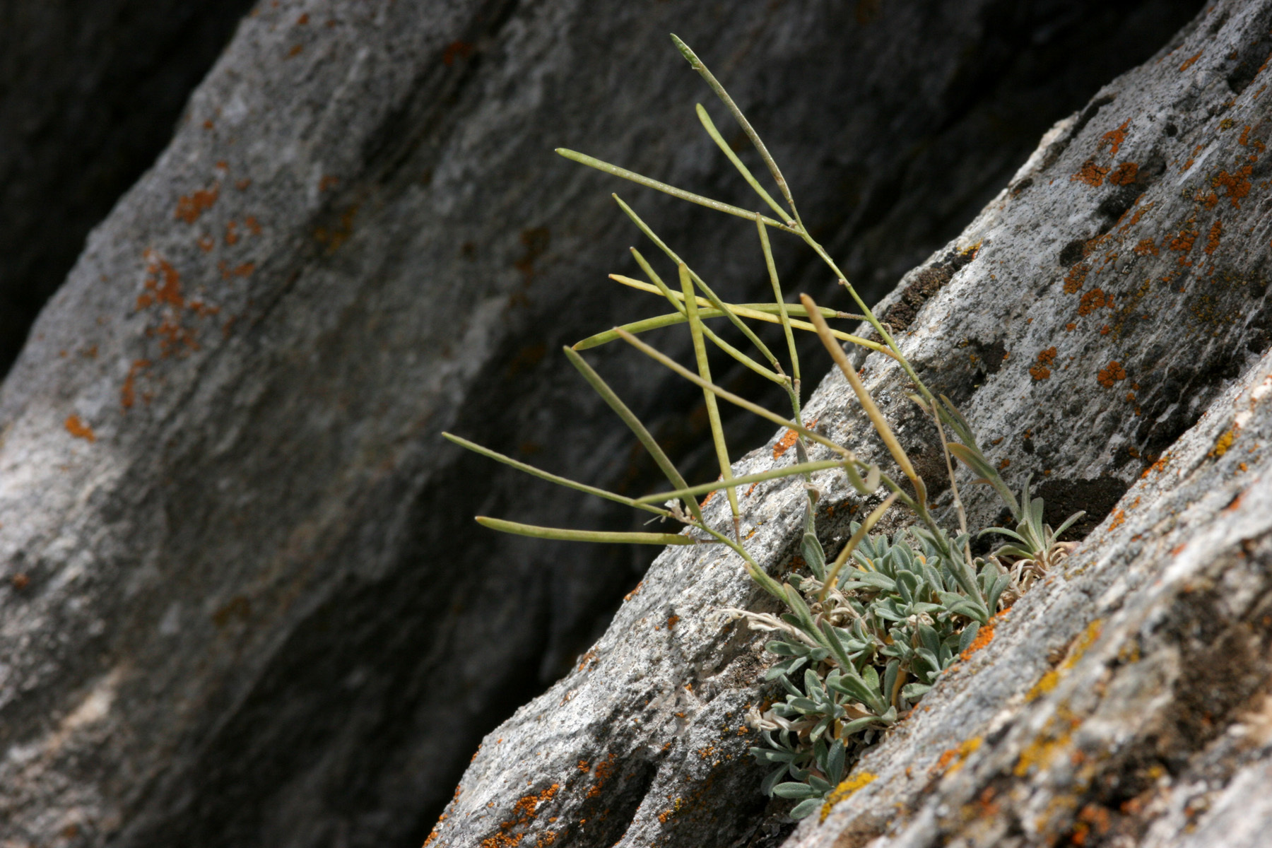 Boechera evadens