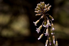 Boechera consanguinea