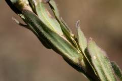 Boechera centrifendleri