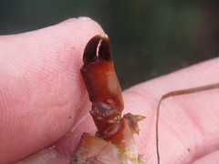 Cycloxanthops novemdentatus