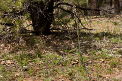 Boechera consanguinea