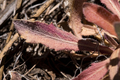 Boechera centrifendleri