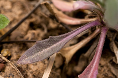 Boechera consanguinea