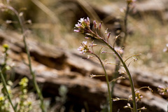 Boechera centrifendleri