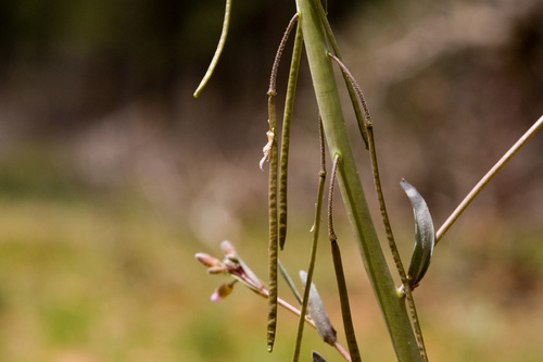 Boechera consanguinea