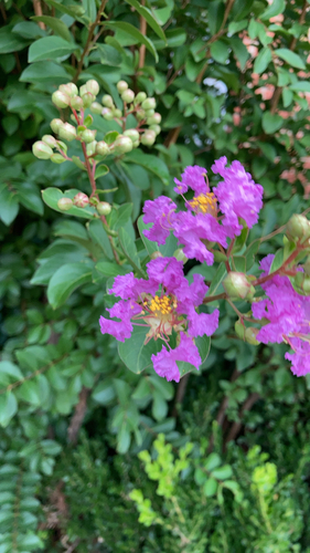 Crape-myrtle