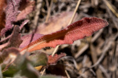 Boechera centrifendleri