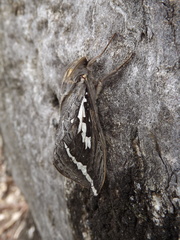 Abantiades argentata