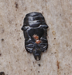Hololepta plana