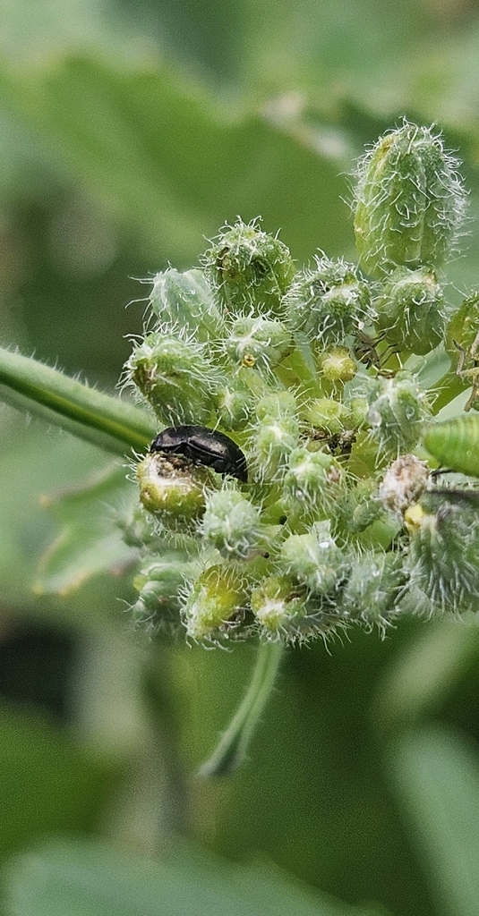 Lundy Cabbage Flea Beetle
