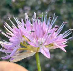 Allium douglasii