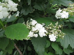 Viburnum sargentii