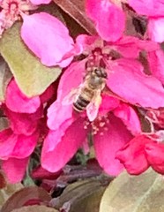 Apis mellifera