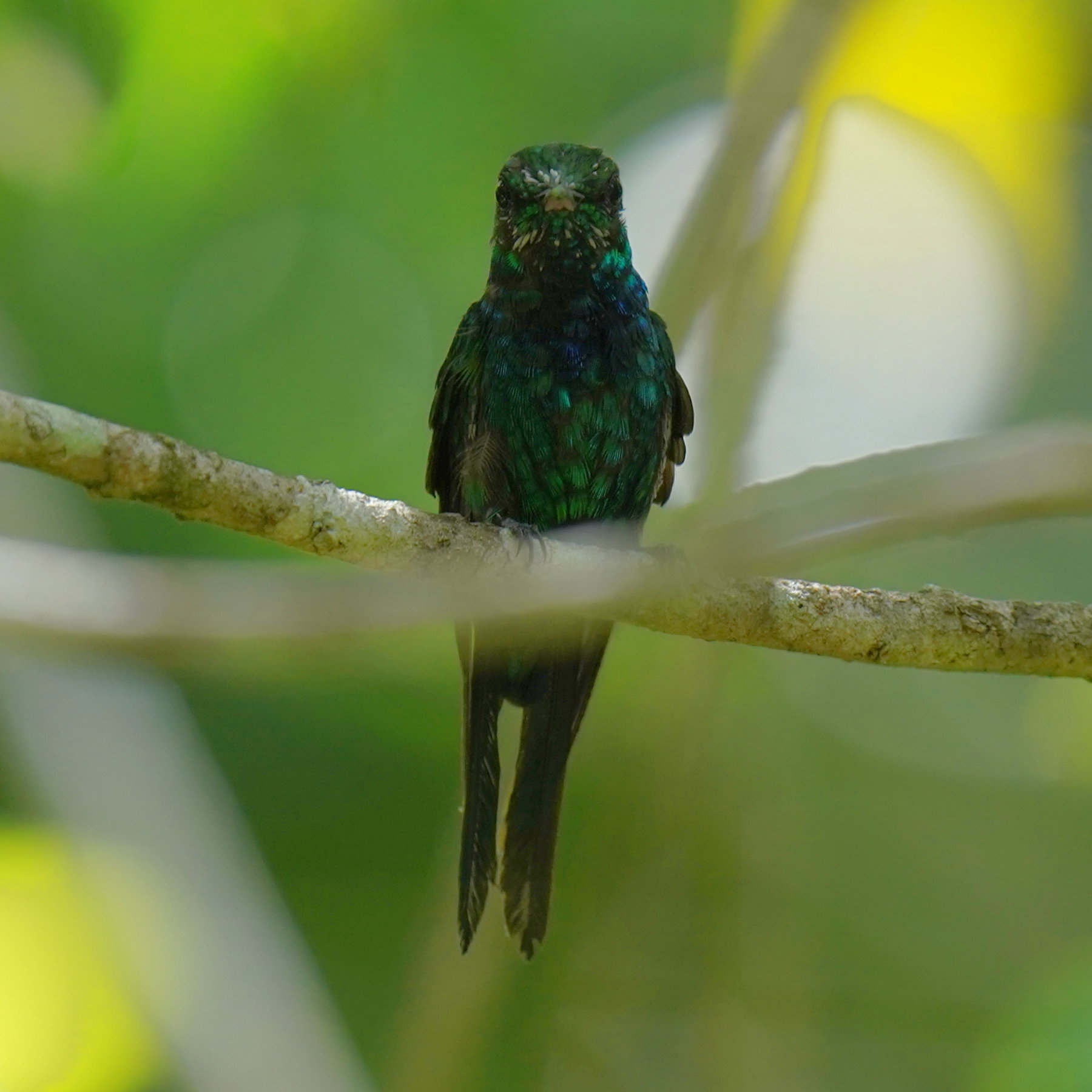 Puerto Rican Emerald (Riccordia maugaeus), photo 9