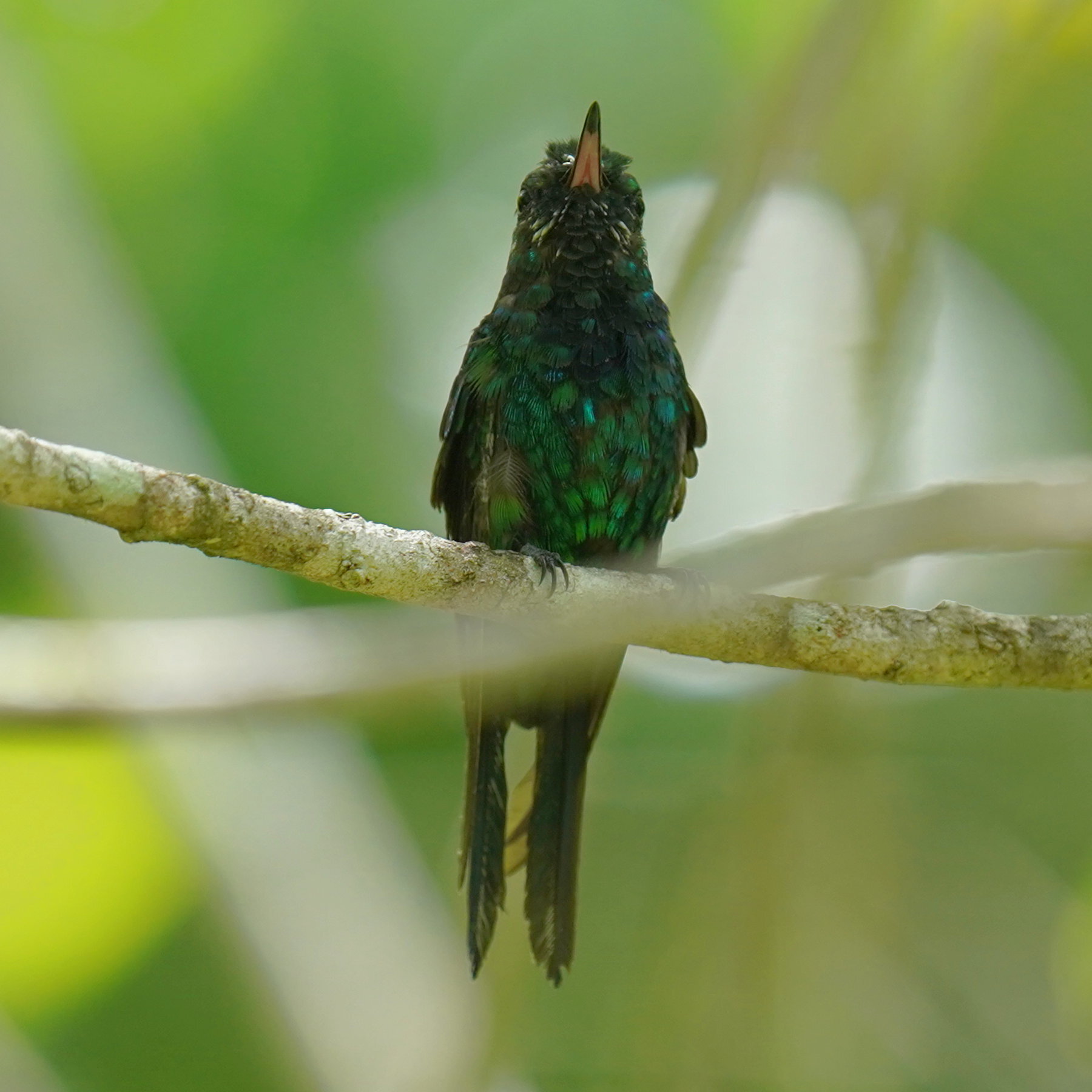 Puerto Rican Emerald (Riccordia maugaeus), photo 4