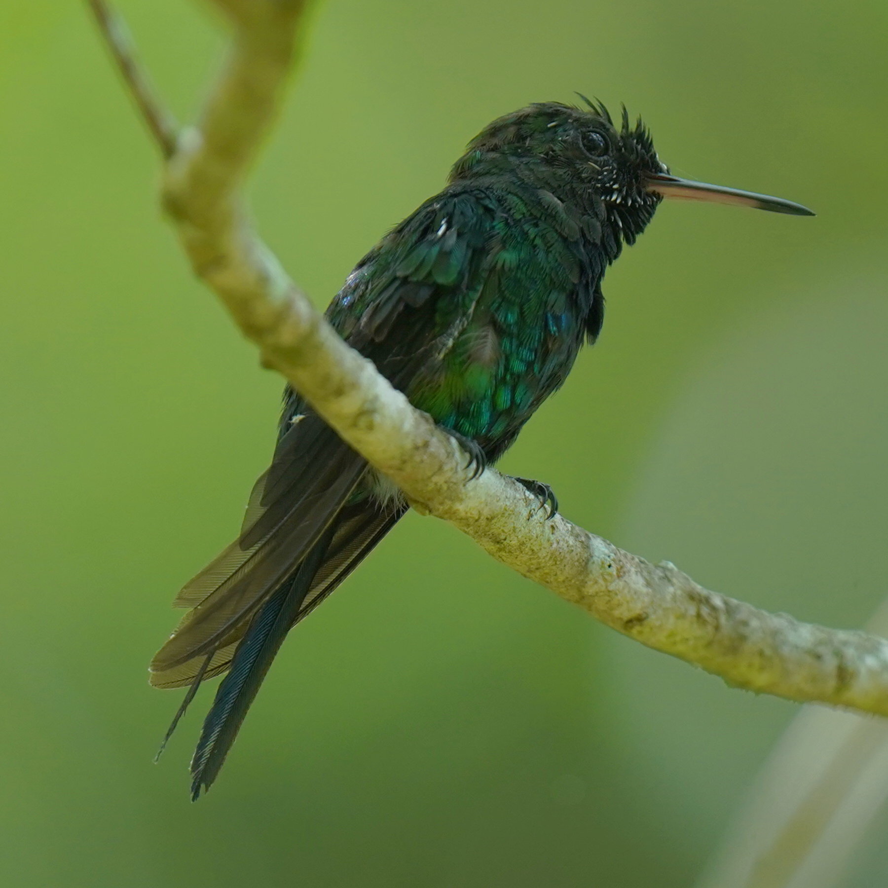 Puerto Rican Emerald (Riccordia maugaeus), photo 3
