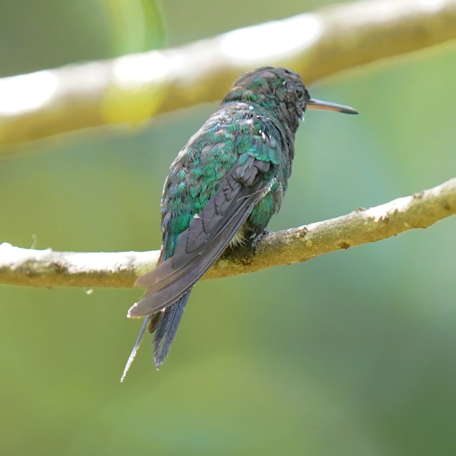 Puerto Rican Emerald (Riccordia maugaeus), photo 10