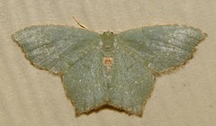 Chloropteryx tepperaria