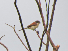 Lanius collurioides