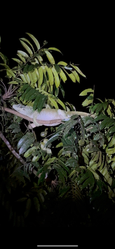 Hydrosaurus weberi