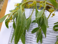 Tetragonia chenopodioides