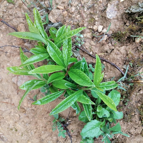 Sarcococca, 2026-06-11