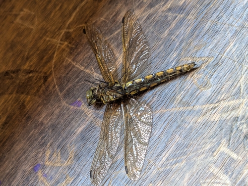 Black-tailed Skimmer photo 5
