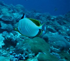 Chaetodon xanthocephalus