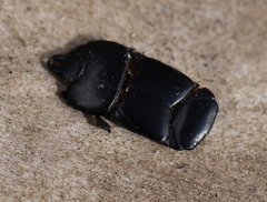 Hololepta plana