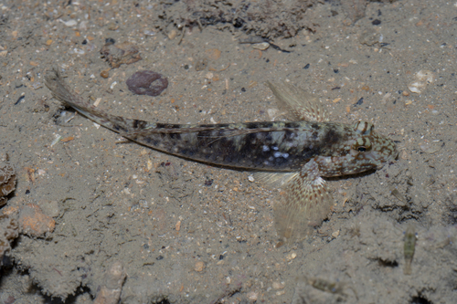 Exyrias belissimus observed 2026-06-15