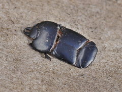 Hololepta plana