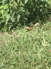 Celithemis eponina