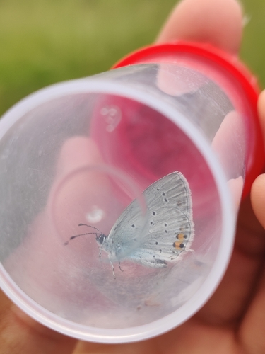 Short-tailed Blue
