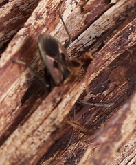 Rhyparochromus
