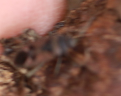 Rhyparochromus