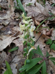 Corydalis cava marschalliana