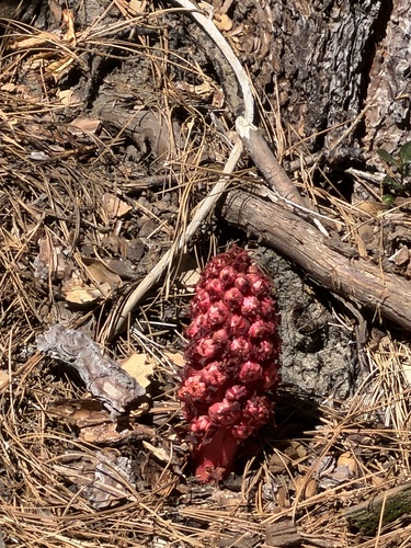 iNaturalist observation photo of Snowplant