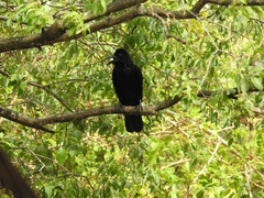 Corvus macrorhynchos culminatus