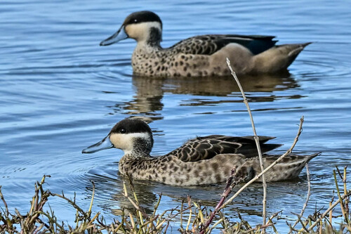 iNaturalist image