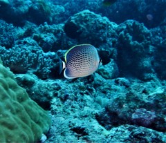 Chaetodon guttatissimus