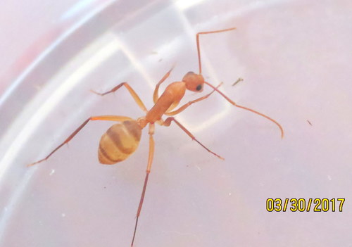 Hawaiian Carpenter Ant