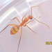 Camponotus variegatus - Photo (c) Steve Wells, algunos derechos reservados (CC BY-NC)
