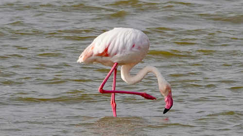 Greater Flamingo